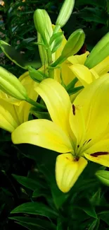 Beautiful yellow lilies with green leaves mobile wallpaper.