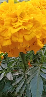 Close-up of a vibrant yellow marigold with green leaves.