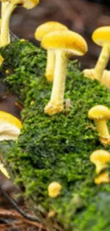 Yellow mushrooms on mossy log wallpaper.