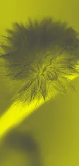 Close-up of vibrant yellow fluffy plant on wallpaper.