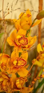 Bright yellow orchids with detailed red centers amidst greenery.