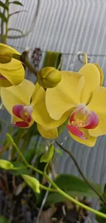 Vibrant yellow orchids with pink and green accents.