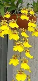 Yellow orchids hanging in a pot with a textured wall in the background.