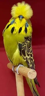 Vibrant yellow parrot with red background.