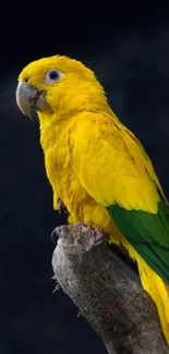 A vibrant yellow parrot perched on a branch against a dark background.