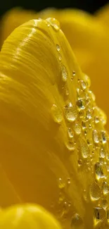 Close-up of vibrant yellow petals with dew droplets on a mobile wallpaper.