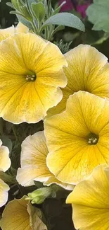 Vibrant yellow petunia flowers with lush green leaves.