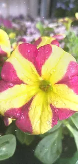 Vibrant yellow and pink flower in bloom with dewdrops.