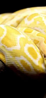 Close-up of yellow python with detailed scales.