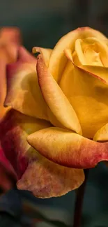 Mobile wallpaper of vibrant yellow-red roses in bloom.