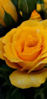 Vivid yellow rose blossoming with lush petals and greenery.