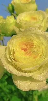 Yellow roses with dewdrops close-up wallpaper.