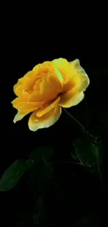 Vibrant yellow rose against a black background for mobile wallpaper.