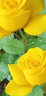 Yellow roses with dewdrops mobile wallpaper.