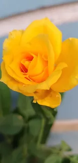 Vibrant yellow rose with green leaves and blue background.