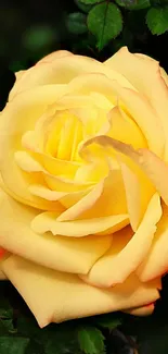 Vibrant yellow rose with lush leaves in focus for wallpaper.