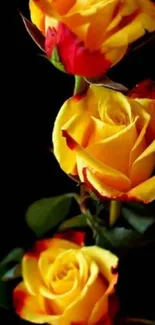 Vibrant yellow roses on a dark background.