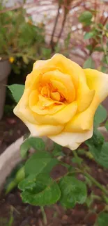 Vibrant yellow rose with green leaves in a garden setting.