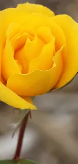 Vibrant yellow rose in bloom against a blurred background.