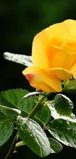 A close-up of a vibrant yellow rose with green leaves in the background.