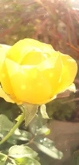 Bright yellow rose with green leaves in sunlight.