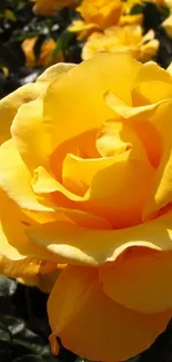 Vibrant yellow rose in a lush garden setting with sunlight.