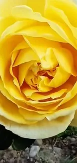 Close-up of a vibrant yellow rose in full bloom, bringing natural beauty to your screen.