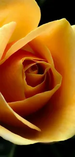 Close-up of a vibrant yellow rose with intricate petal details.