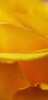 Closeup of a vibrant yellow rose with soft, delicate petals.