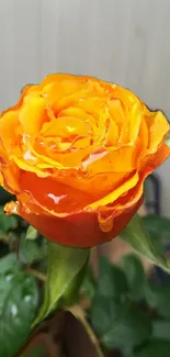 Close-up of a vibrant yellow rose with orange edges, covered in water droplets.