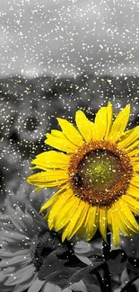 Vibrant yellow sunflower on a grayscale field background.