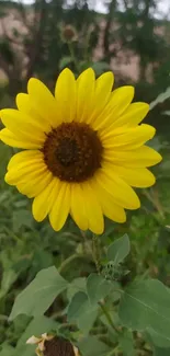 Vibrant yellow sunflower blooming with green leaves background.