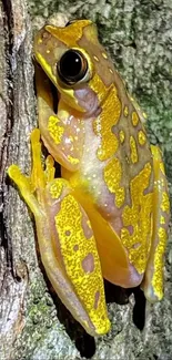 Vibrant yellow tree frog on textured bark, highlighting its colorful patterns.