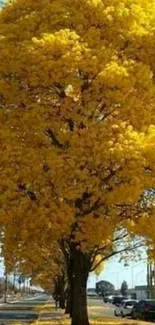 Yellow tree with vibrant leaves under a clear blue sky.