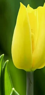 Vibrant yellow tulip bloom against green leaves wallpaper.