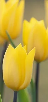 Close-up of vibrant yellow tulips, perfect phone wallpaper.