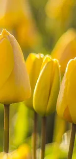 Close-up of vibrant yellow tulips in bloom outdoors.