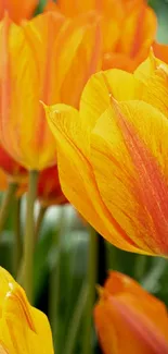 Vibrant tulip wallpaper with yellow and orange flowers.