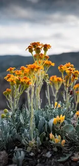 Yellow wildflowers with mountain background mobile wallpaper.