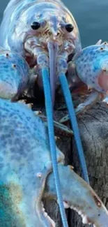 Stunning blue lobster showcasing vibrant colors on a dock.