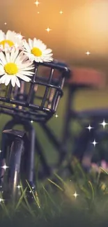 Vintage bicycle with daisies in basket, blurred green background.