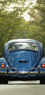 Blue vintage car on a peaceful forest road, rear view.