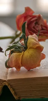 Open vintage book with dried roses on pages.