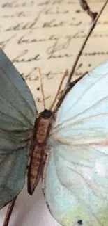 Vintage butterfly resting on handwritten notes.