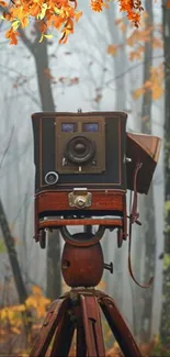 Vintage camera set in an autumn forest with vibrant fall leaves.