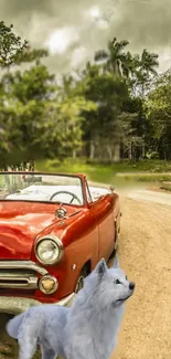 Classic red car and wolf on a forest road.