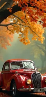 Vintage red car under autumn leaves with an orange hue.