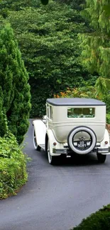 Vintage car on winding road amidst lush green forest.