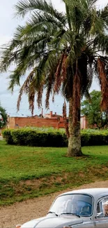 Vintage car under palm trees with lush greenery.