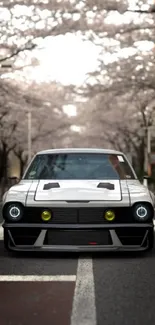 Vintage car under cherry blossom trees on a city street.